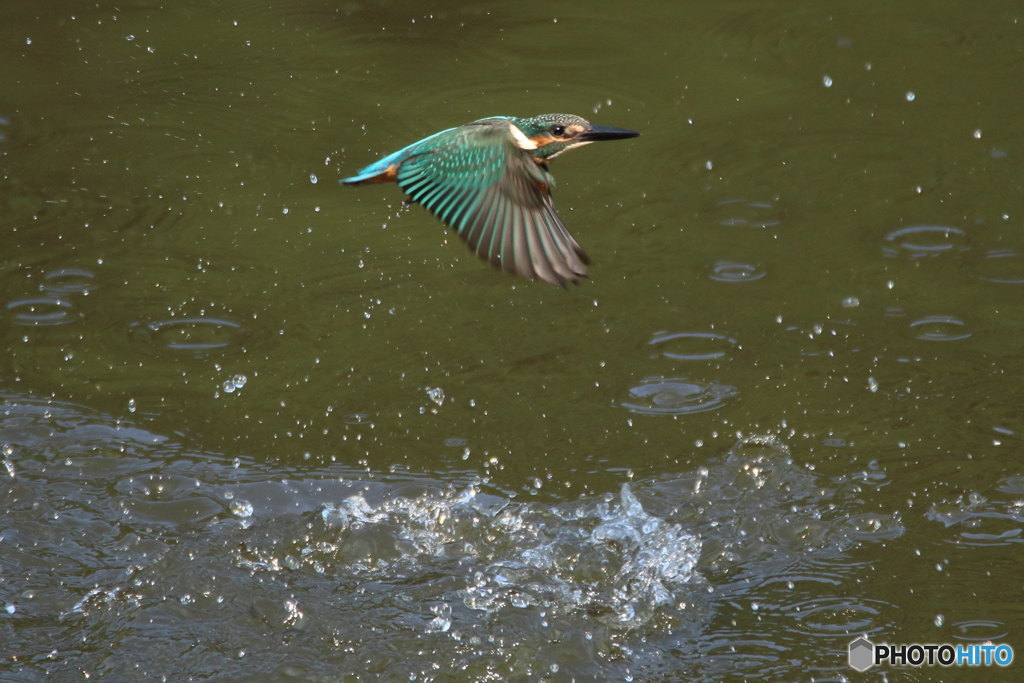 カワセミ幼　ハンティング失敗？２
