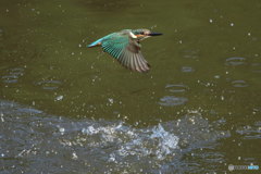 カワセミ幼　ハンティング失敗？２