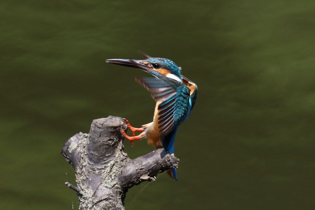 カワセミ 着木3