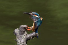 カワセミ 着木3