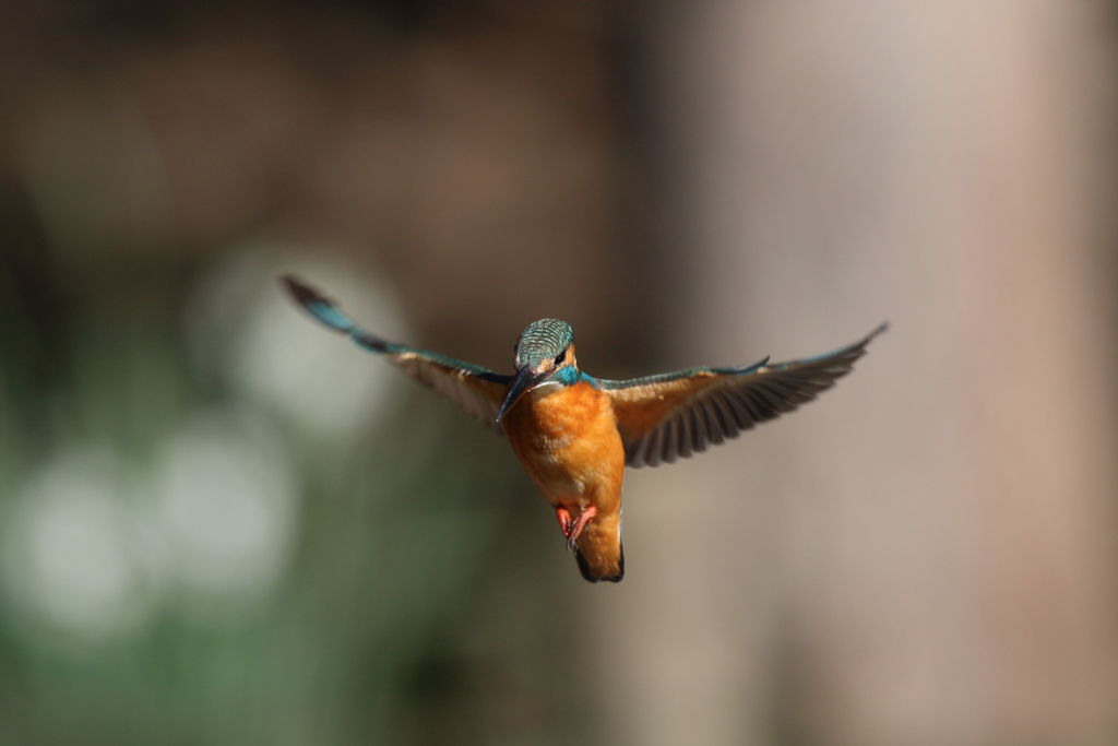 カワセミ ホバ 1-1