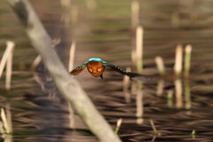 カワセミ　美尾