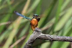 カワセミ 飛付き 3