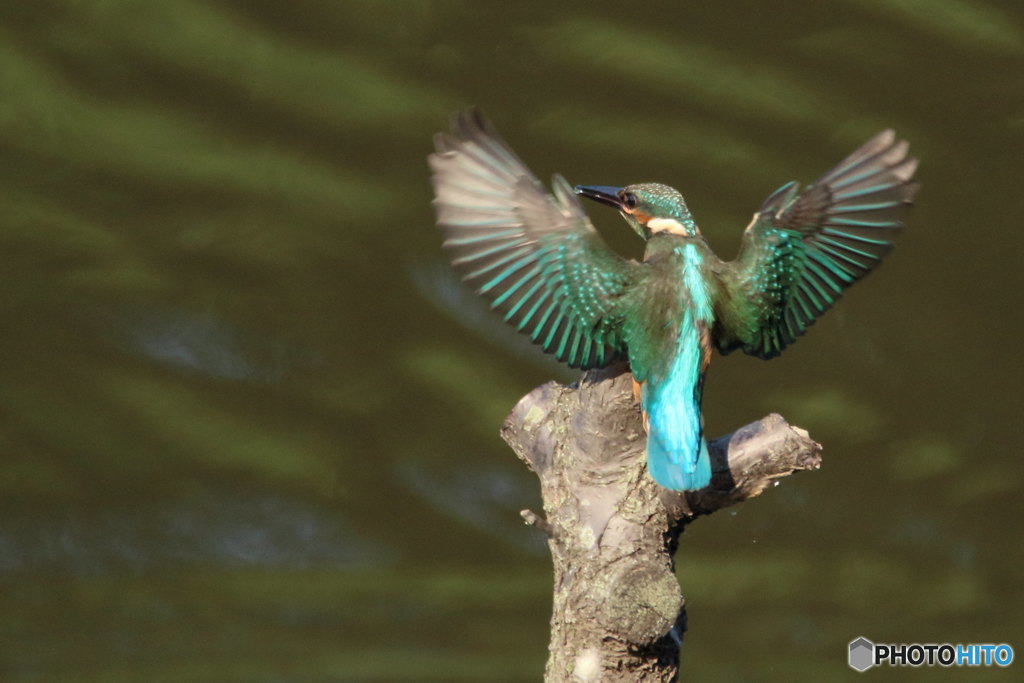カワセミ幼　背