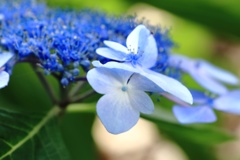 近所の花