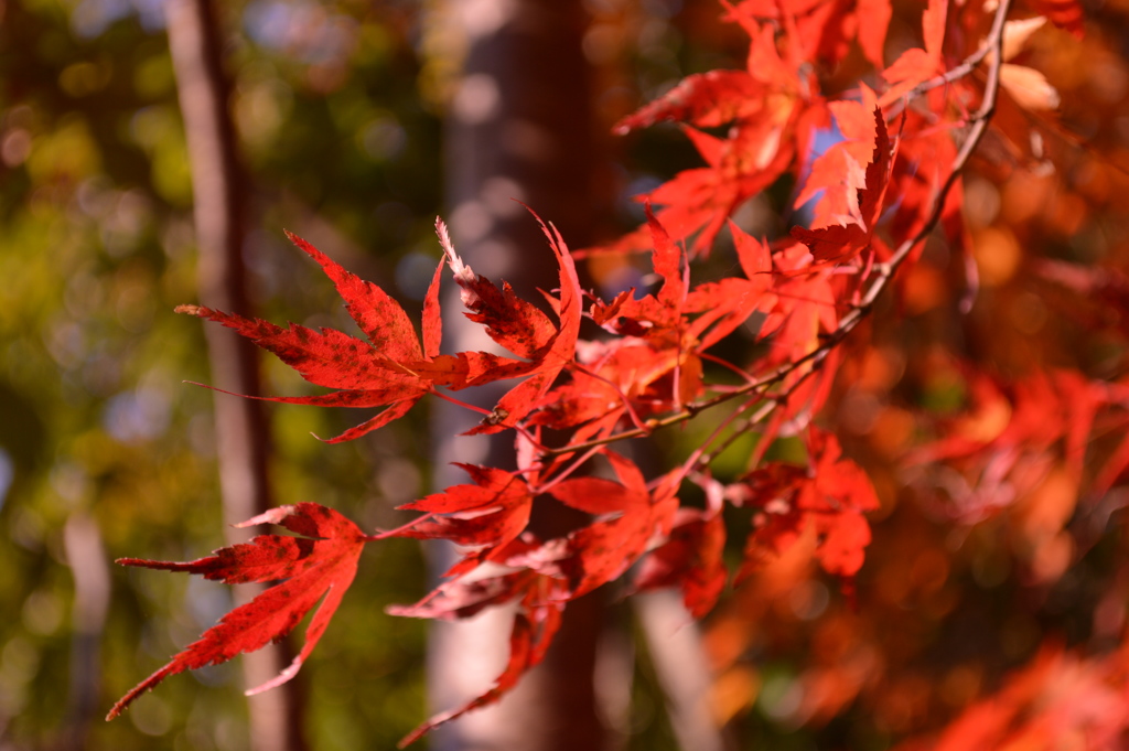 紅葉