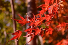 紅葉
