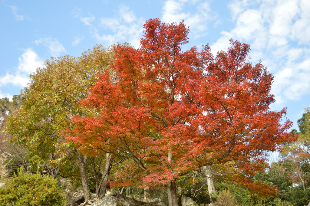 紅葉3