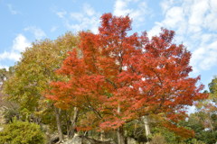 紅葉3