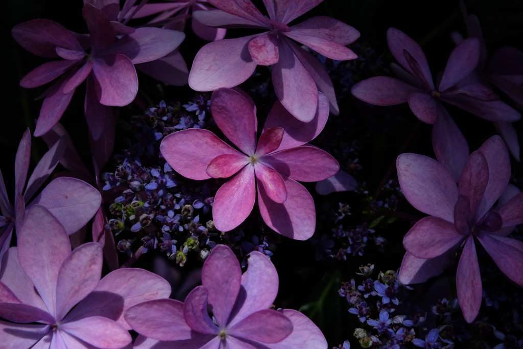 紫陽花