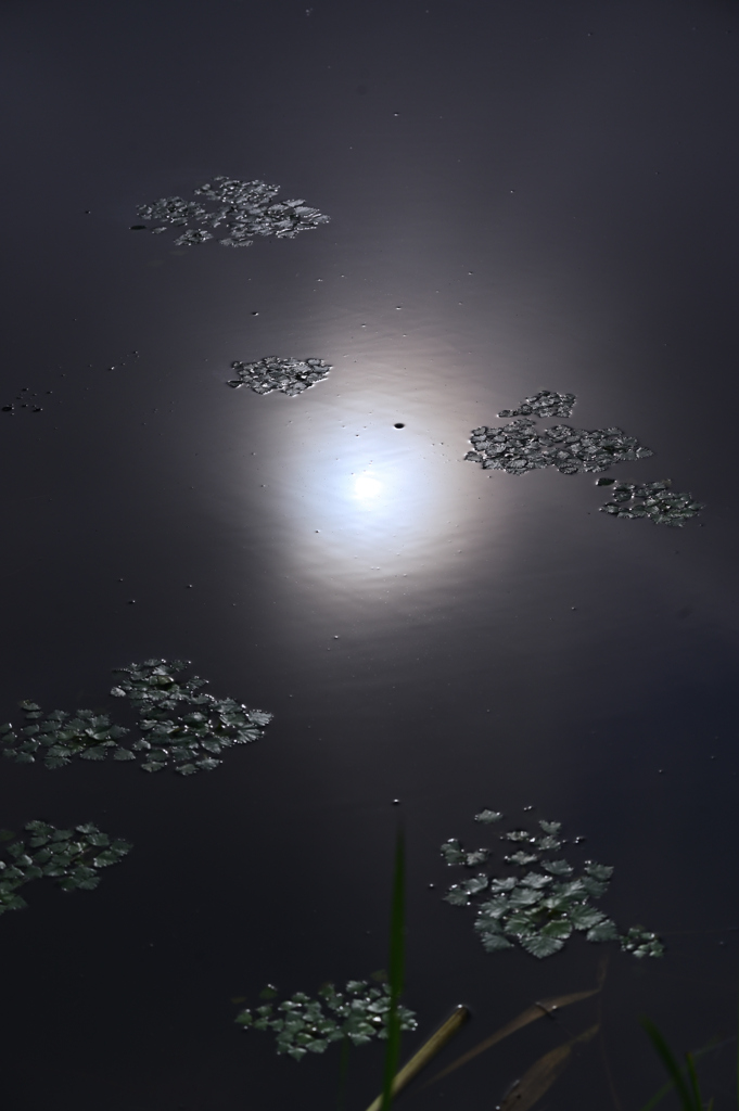 夢幻泡影