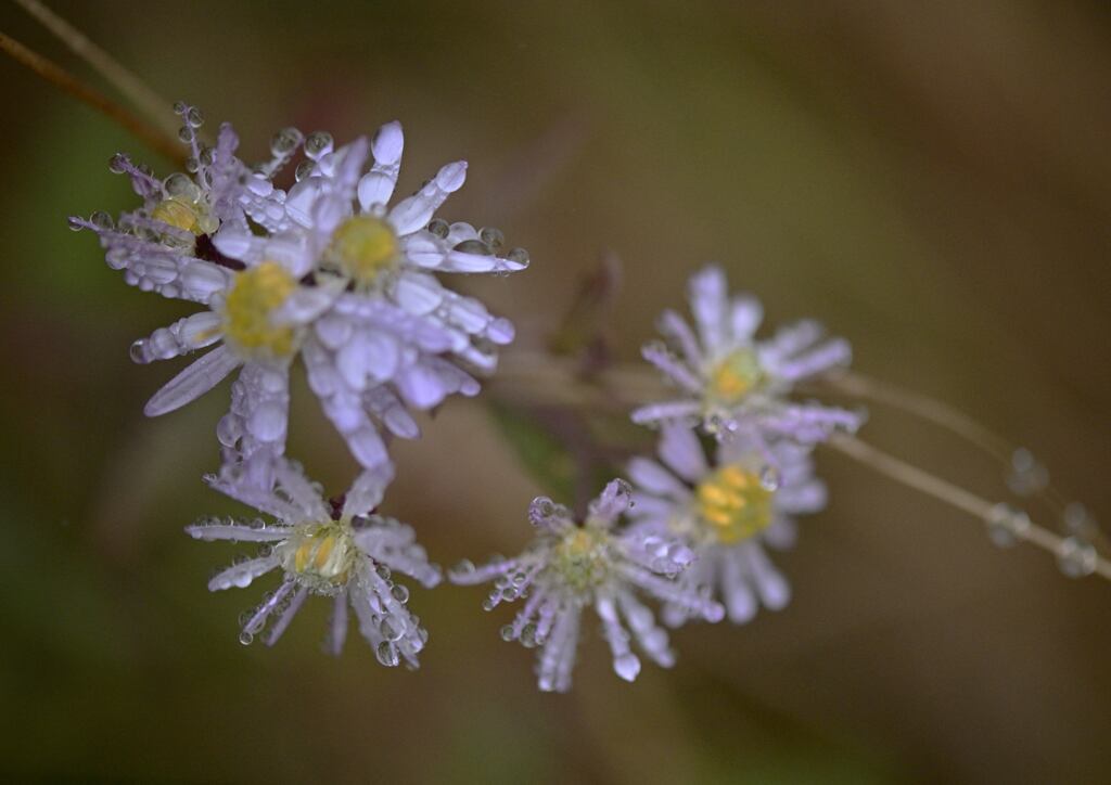 霧に咲く花