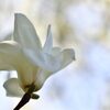 ハクモクレン・花言葉