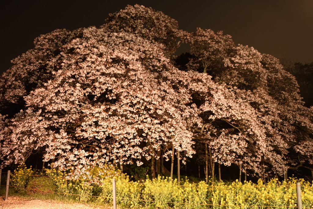 山桜　ずーと楽しませてください～