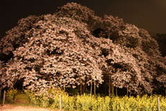 山桜　ずーと楽しませてください～