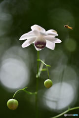 清楚な花