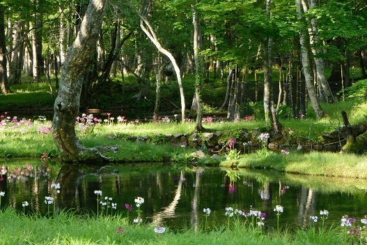 クリンソウの朝