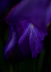 紫・菖蒲