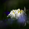 花菖蒲