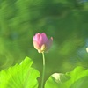 映える