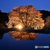 天王桜