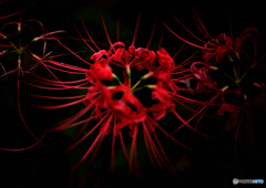 情熱の花