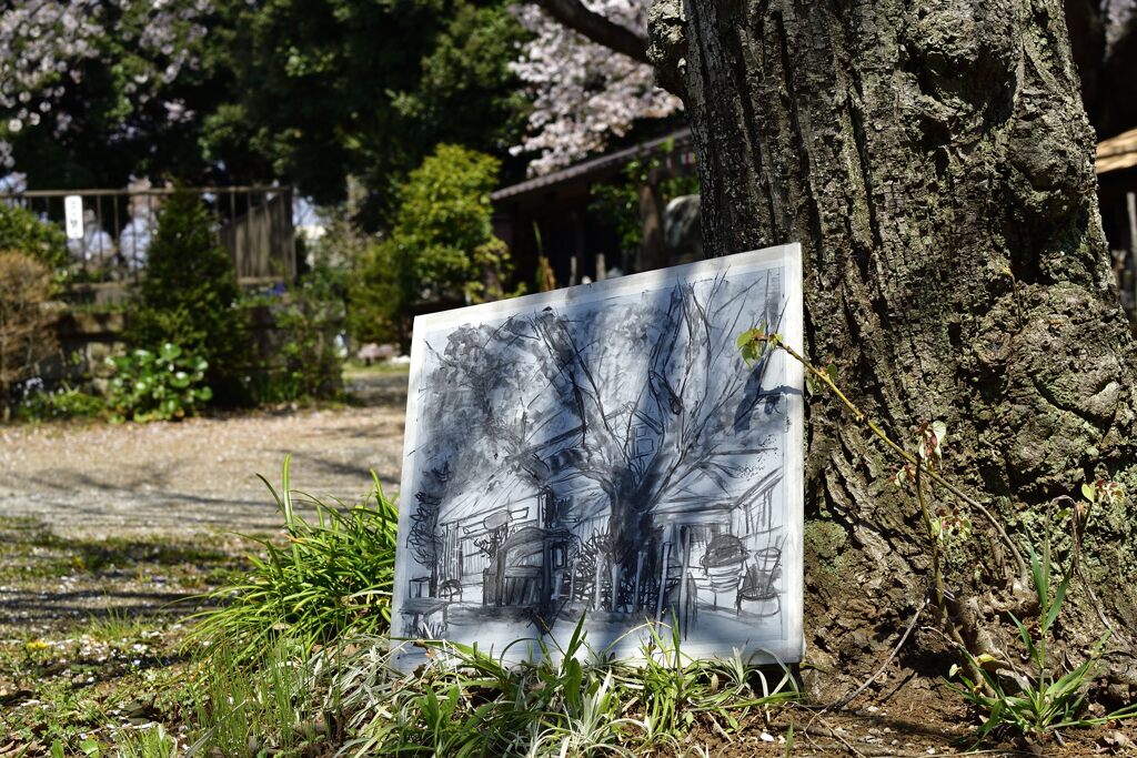 桜を描く