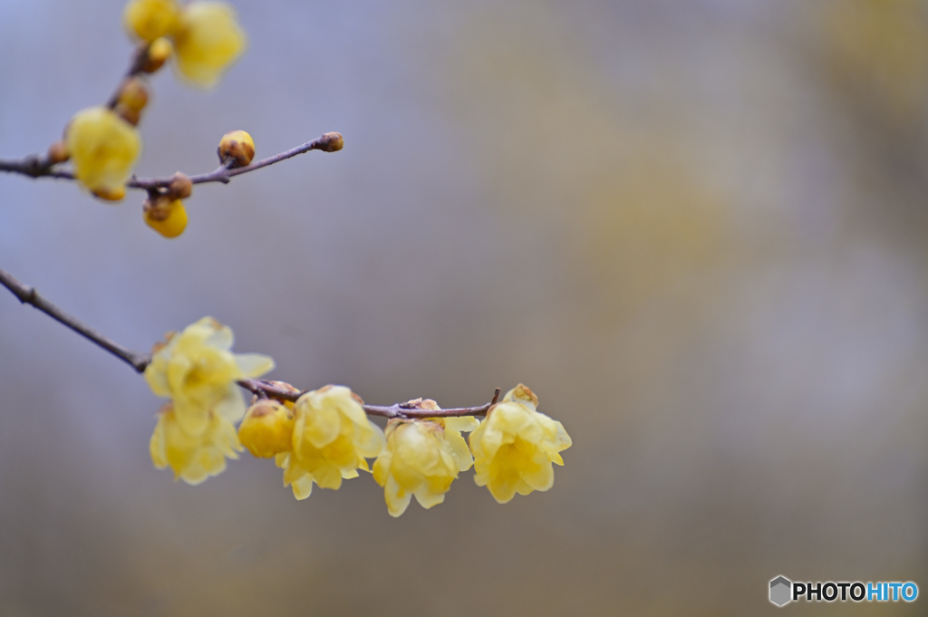 Winter  Sweet