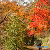 紅葉の見納めかな