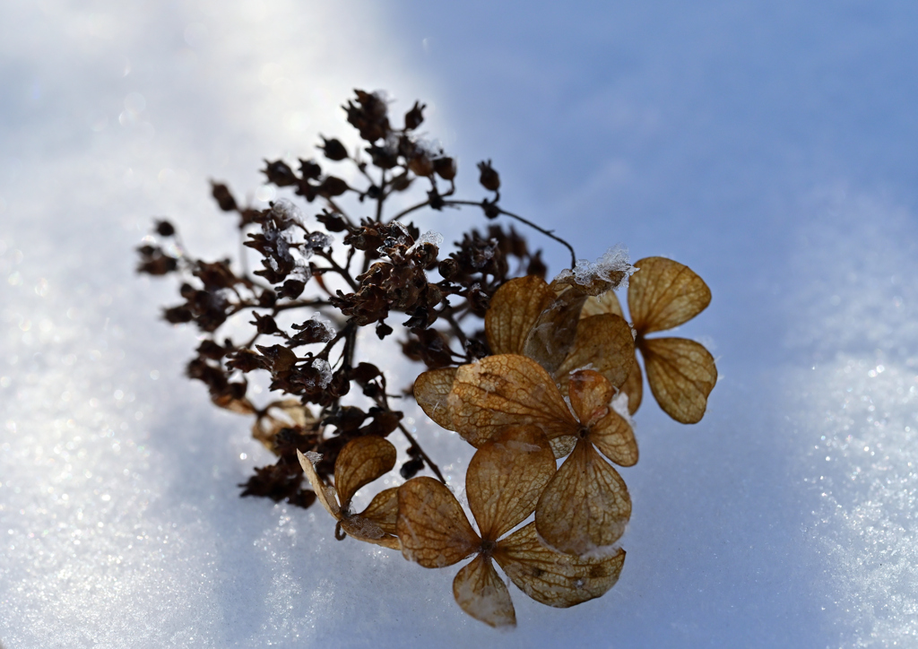 雪原の華