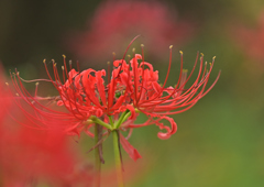 満　曼珠沙華