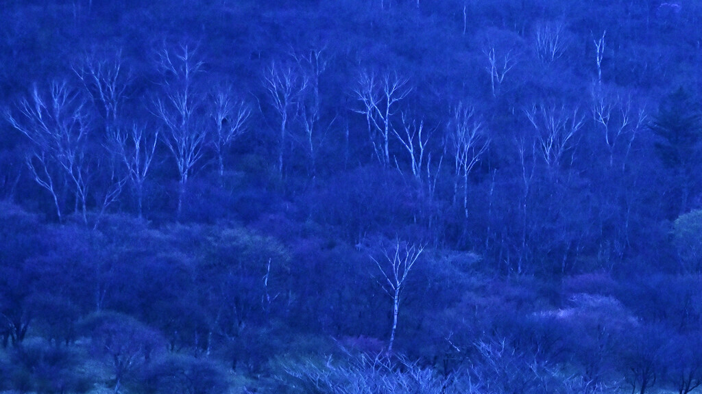 青と白