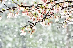 雪見桜