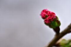 蕾