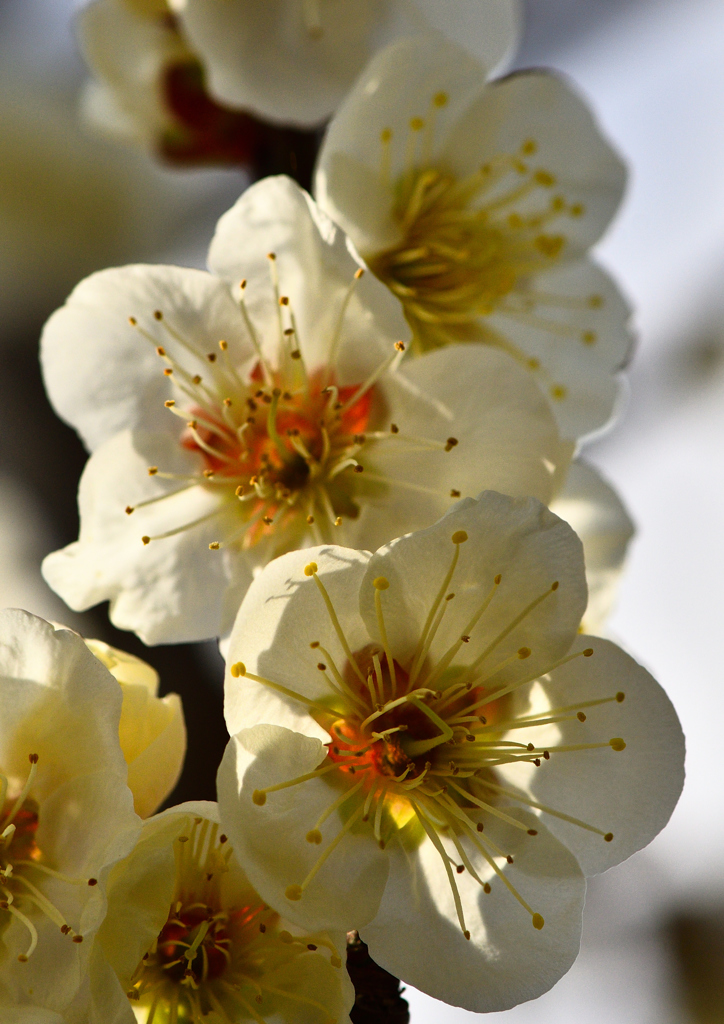 かわいい  ｶﾜ(・∀・)ｲｲ!!
