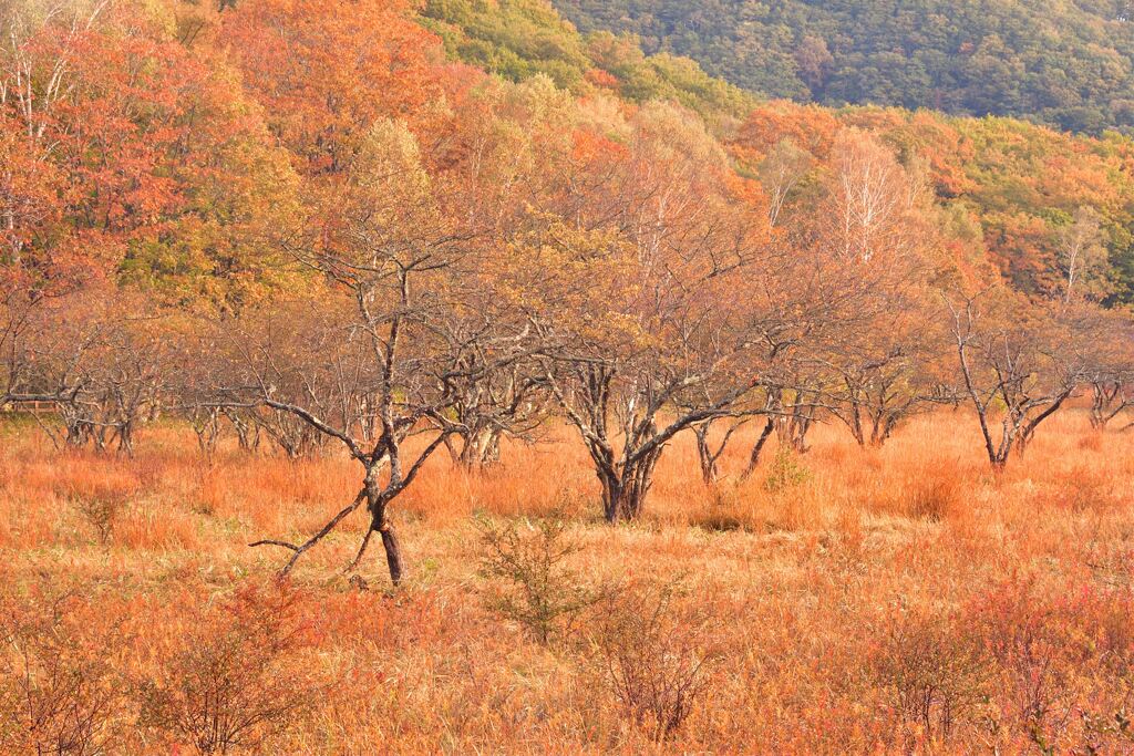 秋の小田代ヶ原