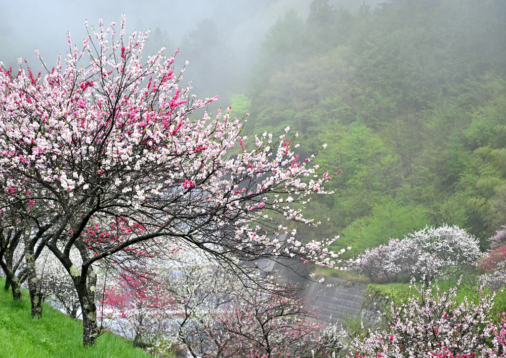 雨の花桃