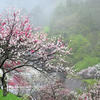 雨の花桃