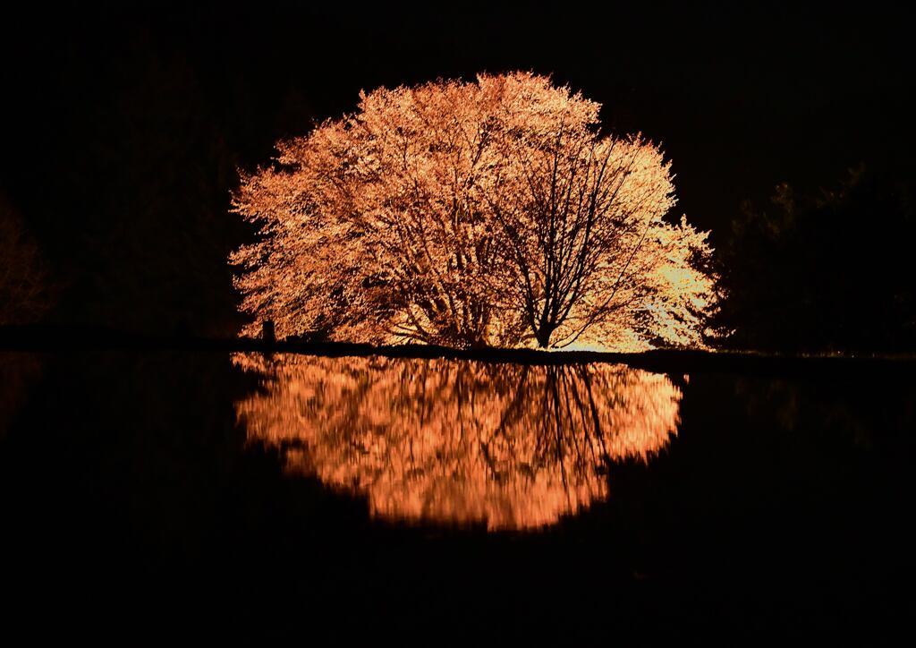 一本桜