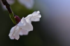 花三題　健やか