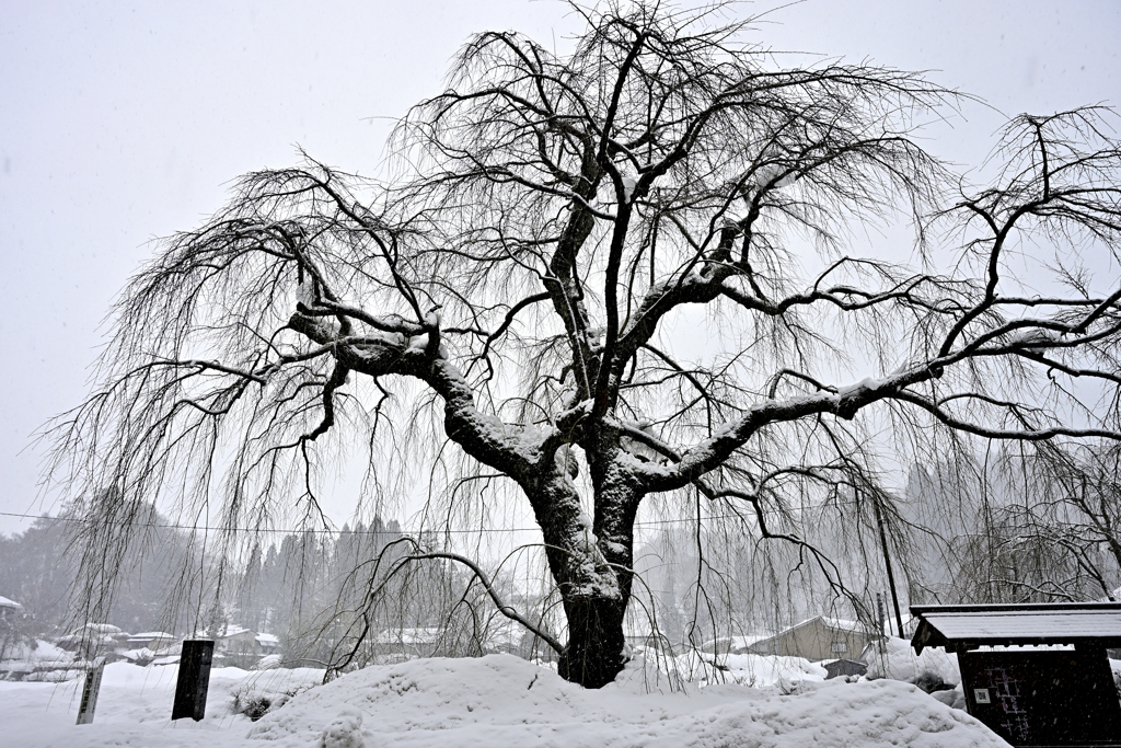雪枝垂れ桜