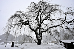 雪枝垂れ桜
