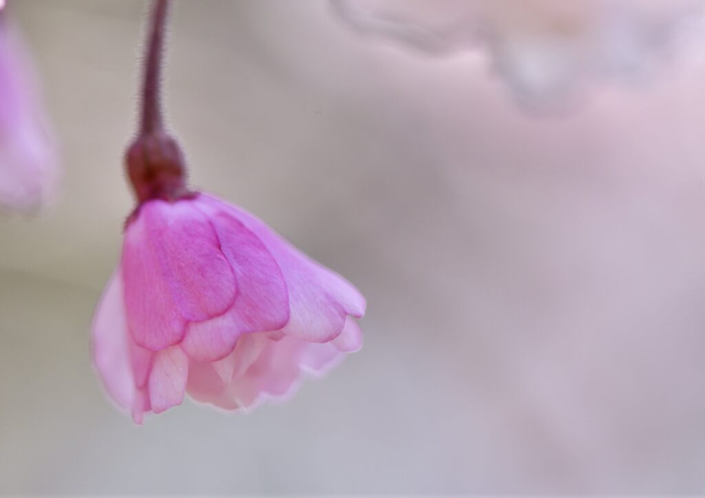 花三題　徒桜