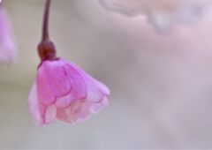 花三題　徒桜