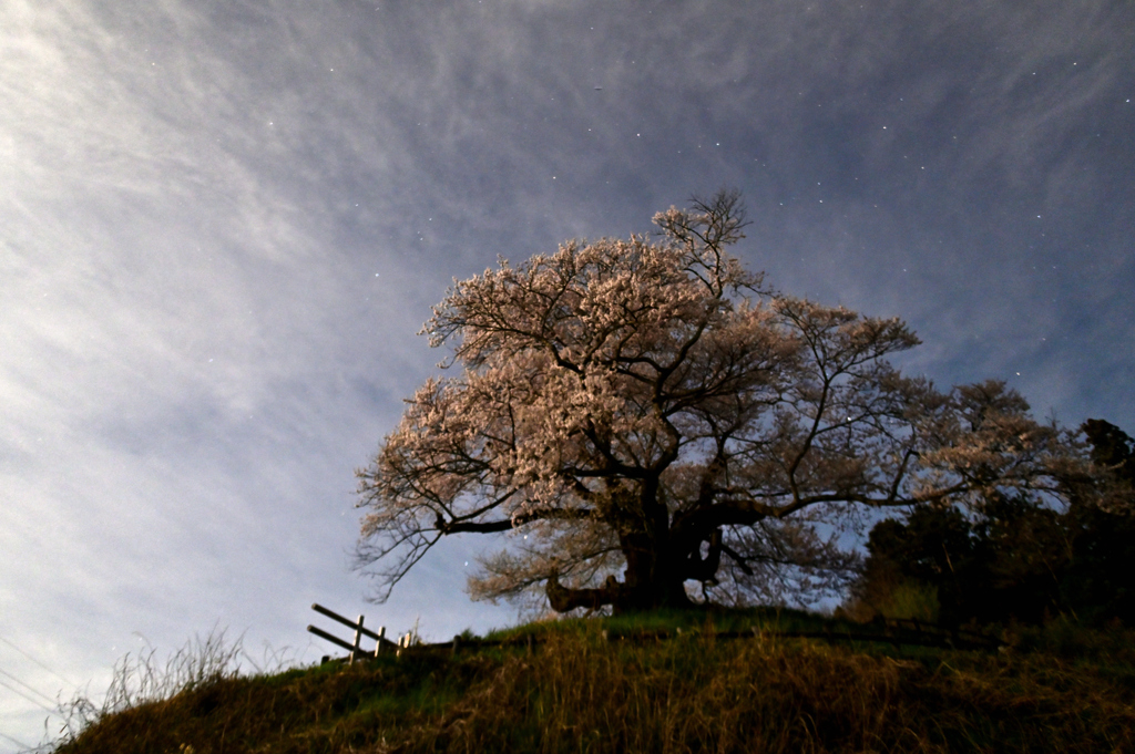 月明りの彼岸桜