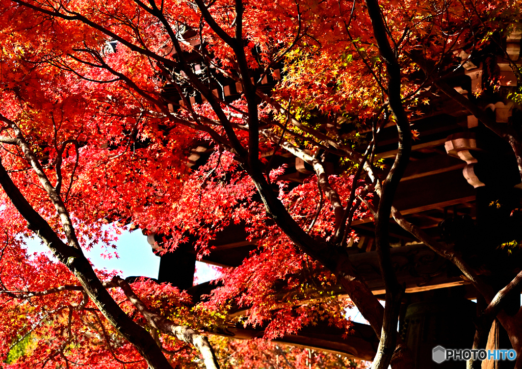 真紅の紅葉