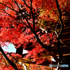 真紅の紅葉