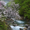 花桃の里