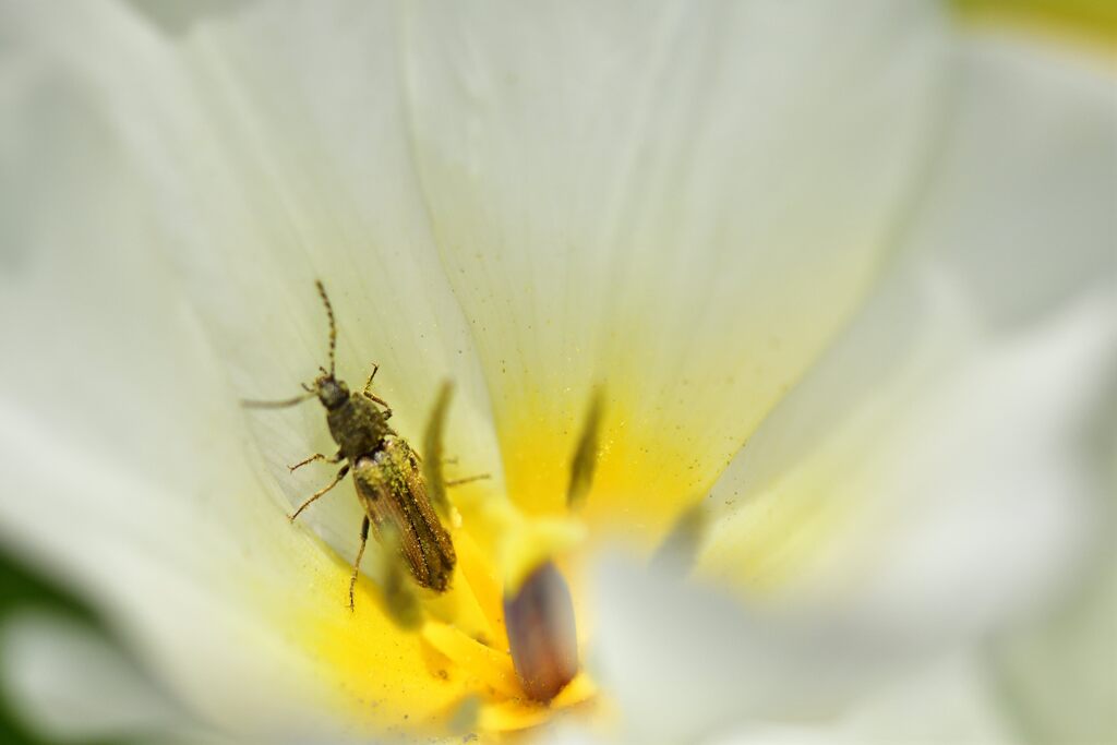 虫と花