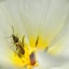 虫と花